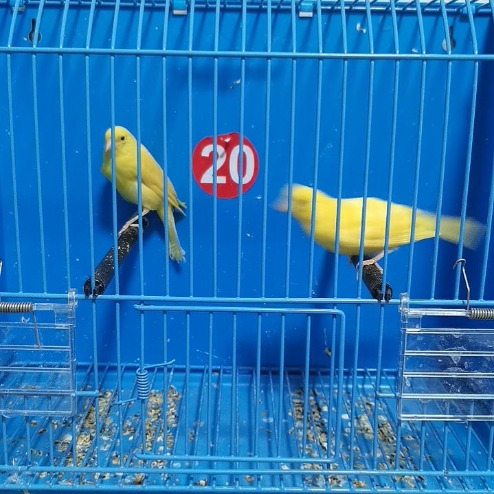 虎皮鹦鹉好***果蜡黄一对