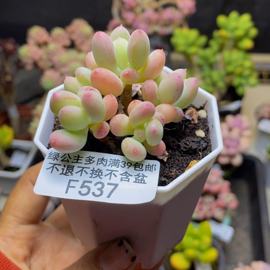 537苹果奶二代多肉5c m
