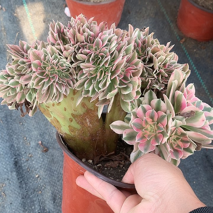 720粉女巫缀化多肉植物