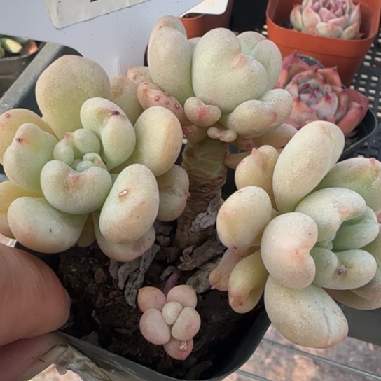 153 一物一拍多肉