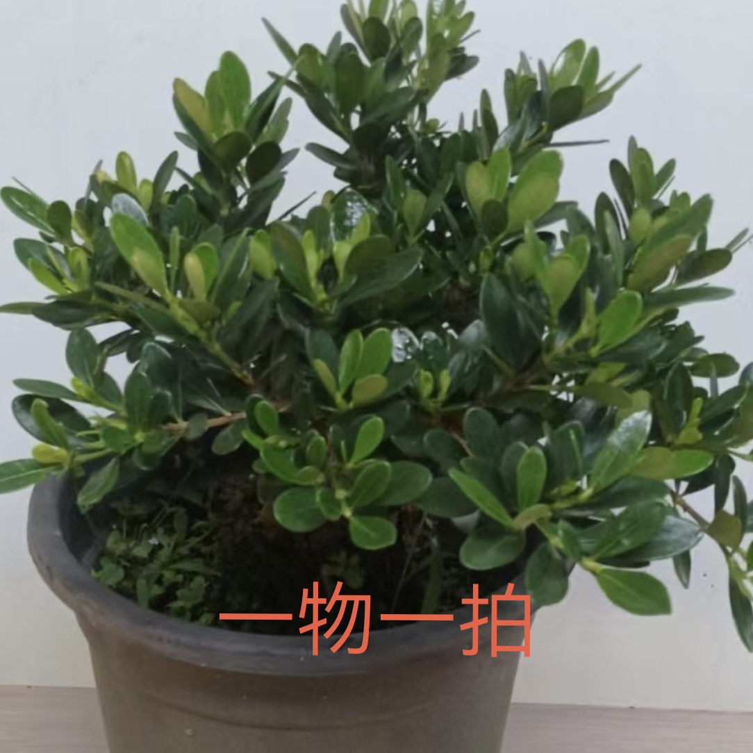 一物一拍栀子花盆景美观好养花卉