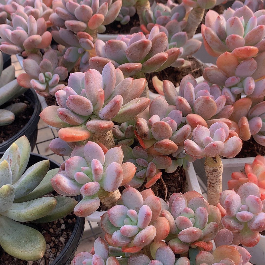 老庄灰姑娘34578899900