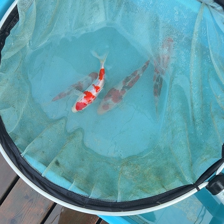 锦鲤龙鳞锦鲤红白