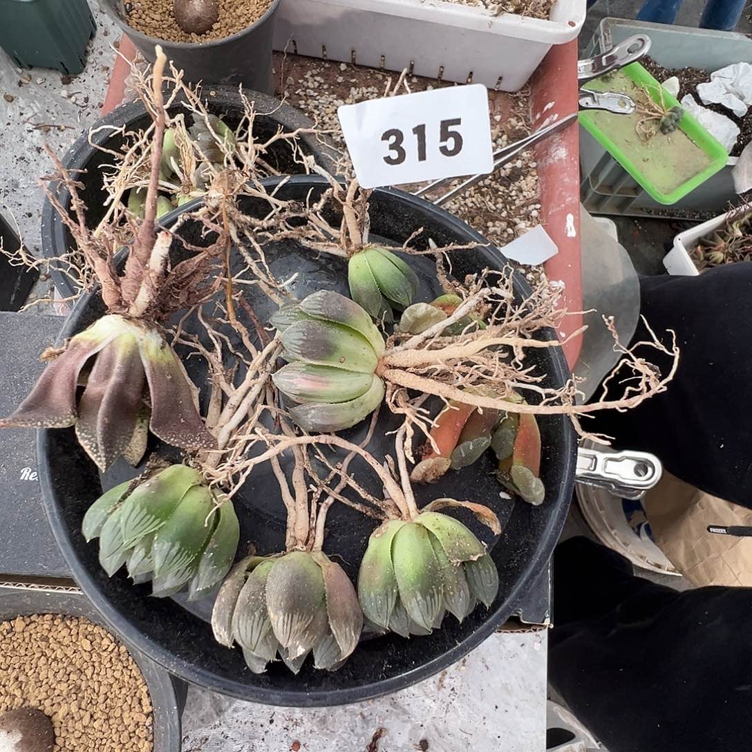 多肉植物专拍植物不退换 一物一拍 315