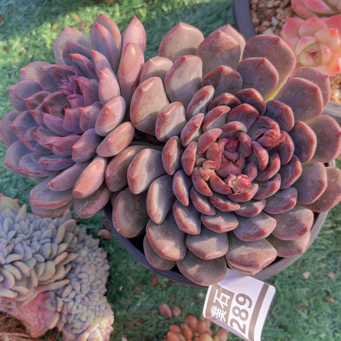 紫芋啵啵0289多肉植物