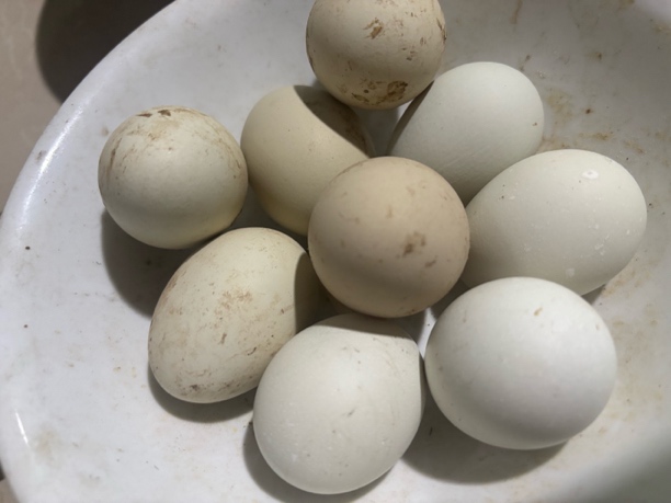 袁书记代卖农村土鸡蛋，正宗土鸡蛋