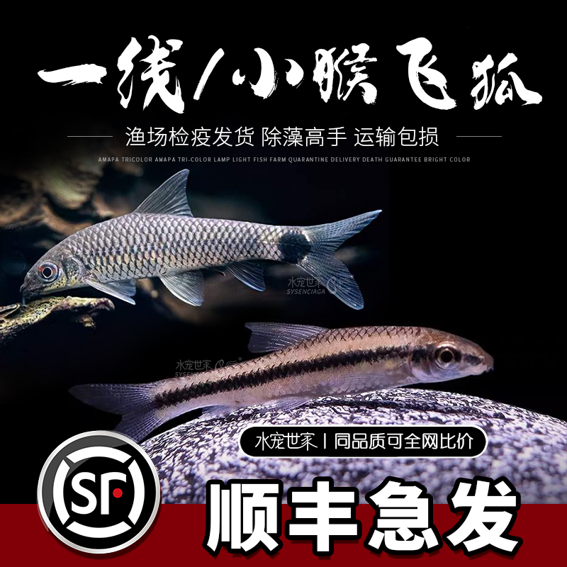 小猴飞狐鱼除藻淡水草缸观赏鱼一线飞狐活体专清丝藻刚毛藻克星