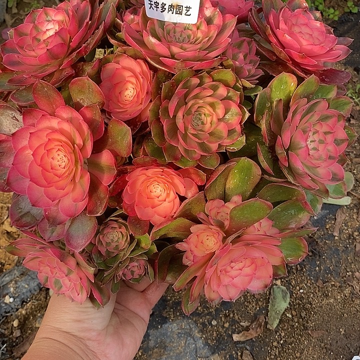 多肉植物荔枝247多肉