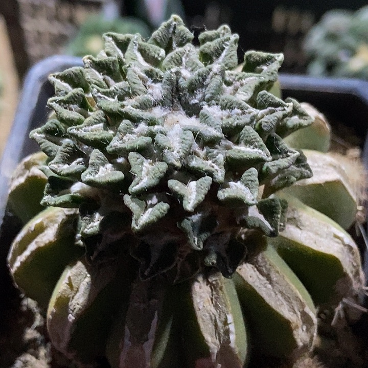 无花朵福利螺旋隔尤姬牡丹921