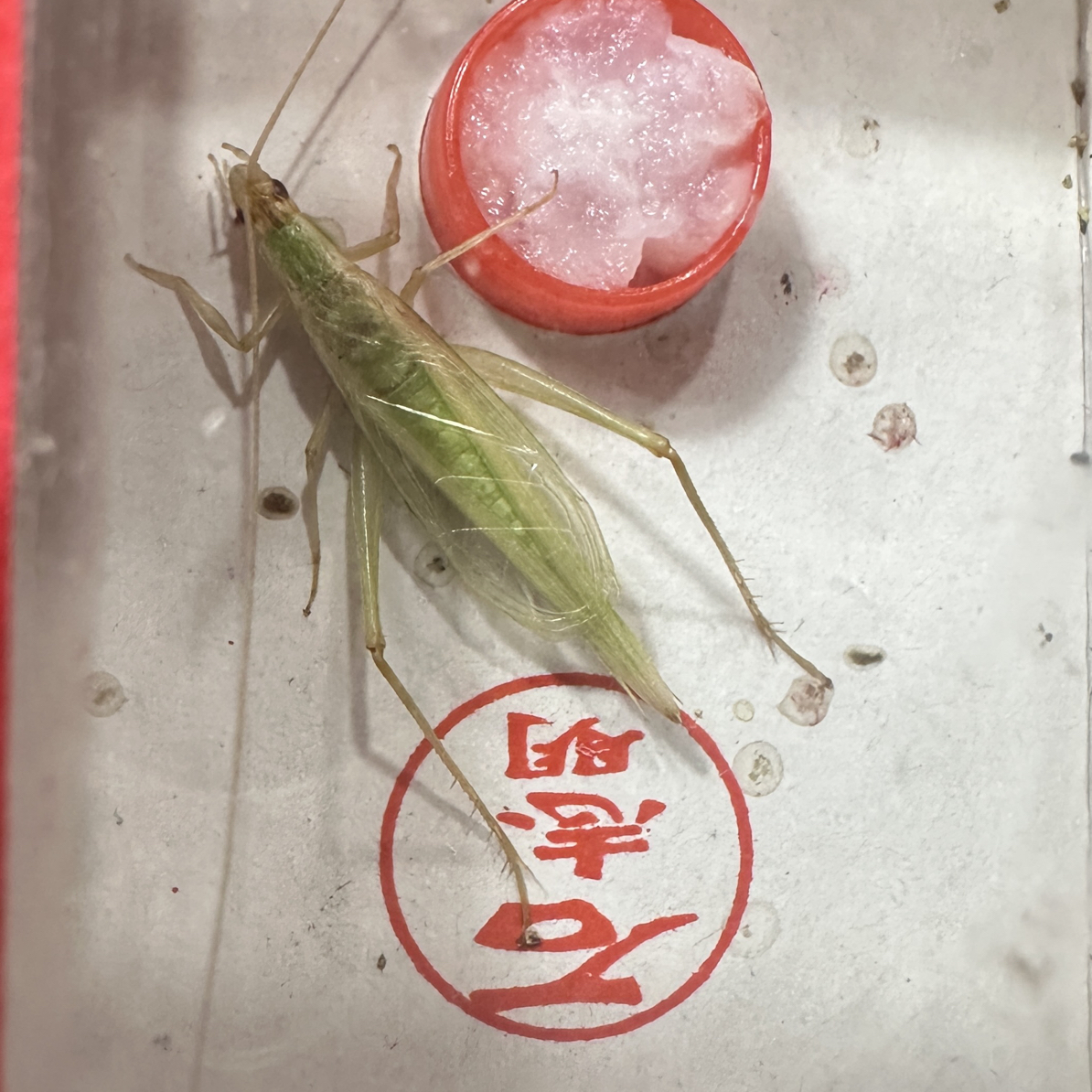 石老师人工杂青竹蛉