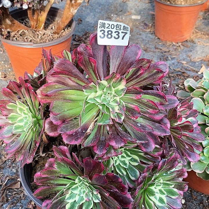 3837 一颗同花顺发誓
