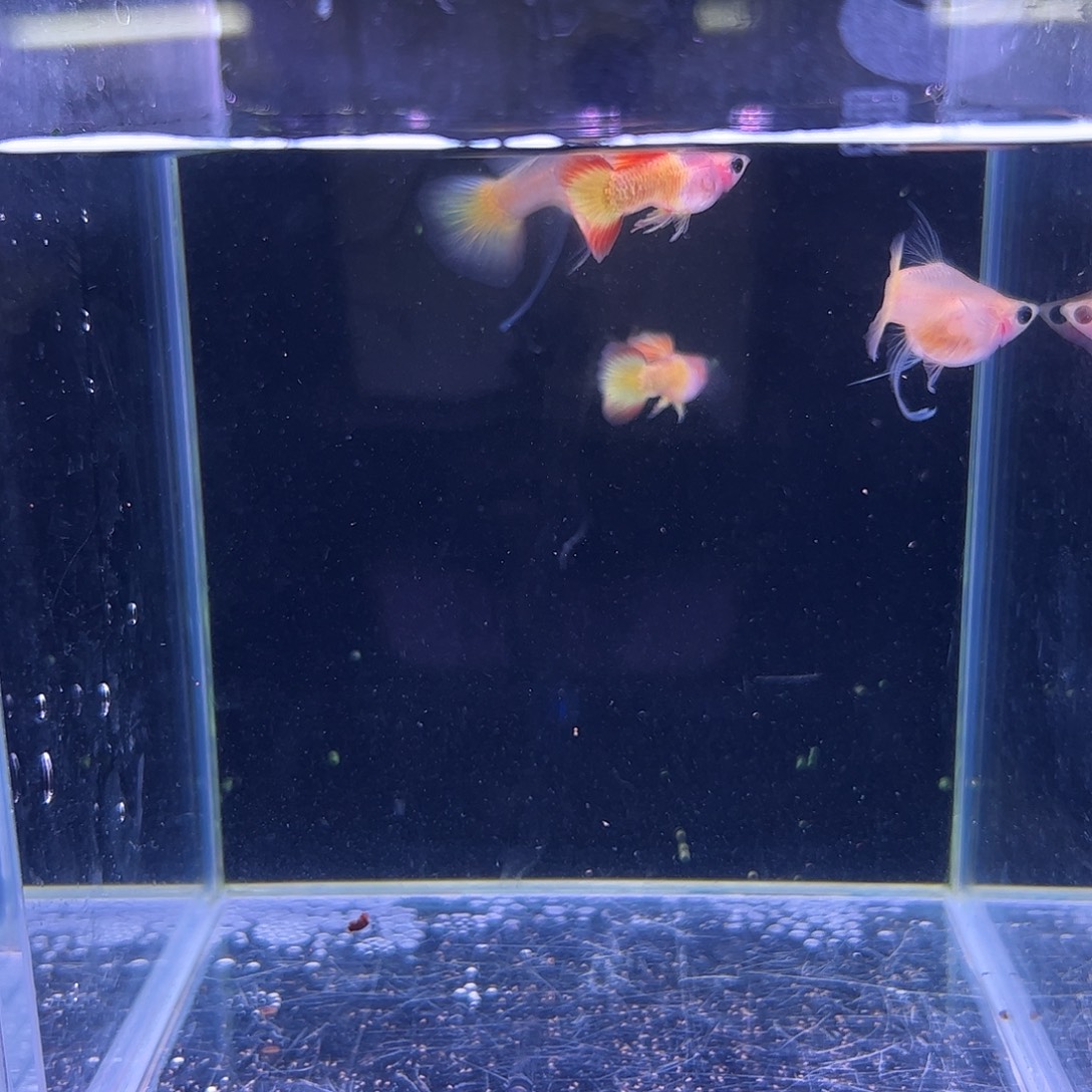 孔雀鱼落日玻璃猫球C2对