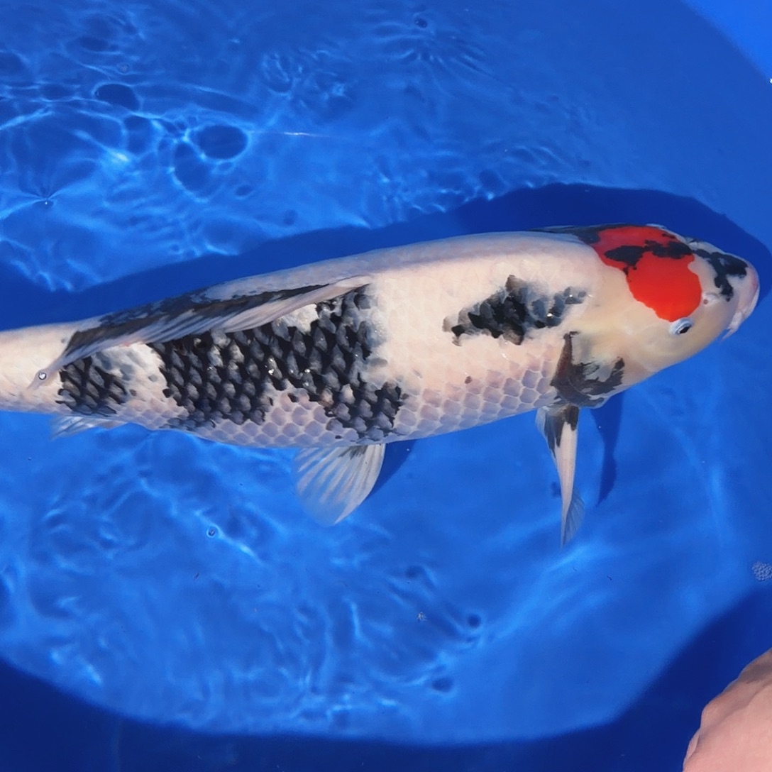 锦鲤昭和专拍链接