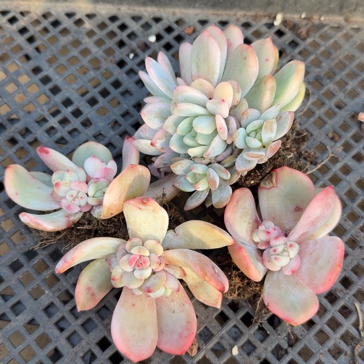 一组橙梦露锦腹轮锦