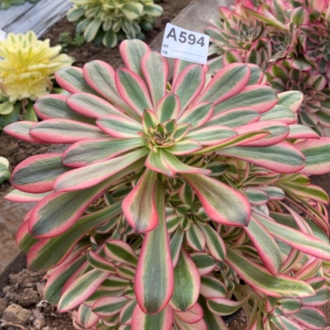 多肉植物初恋捧花