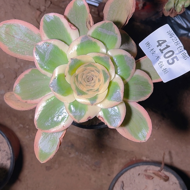4105燕姿锦多肉植物