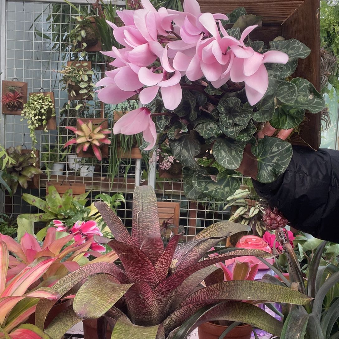 无花朵仙客来板植