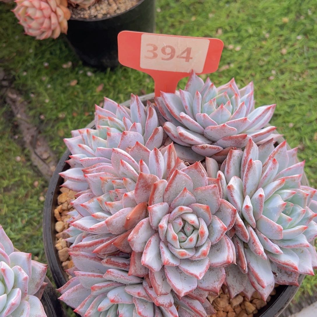 香玉的故事是一个人的故事