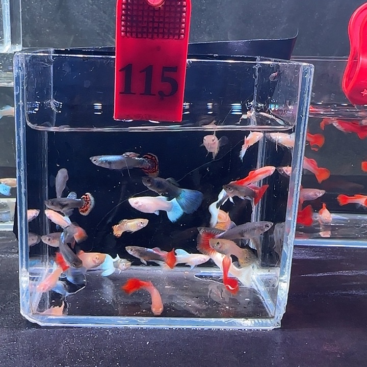 孔雀鱼115号，30条