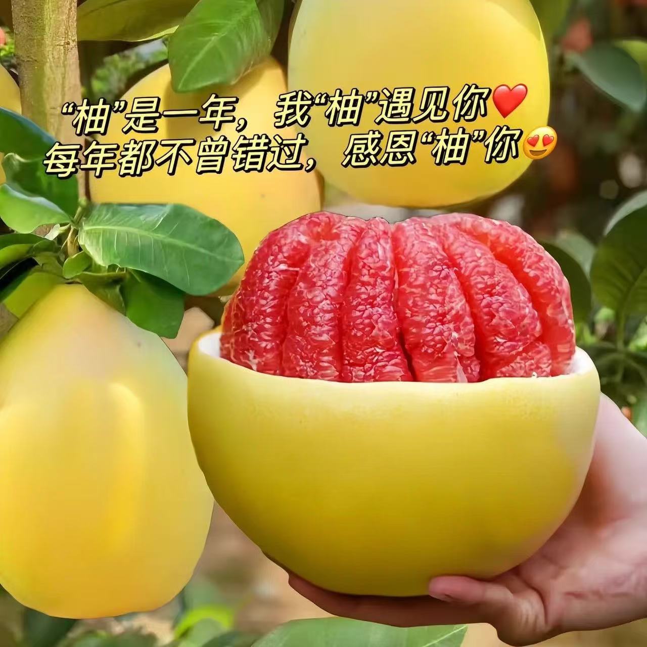 福建红心蜜柚 新鲜采摘 皮薄肉厚 鲜甜多汁