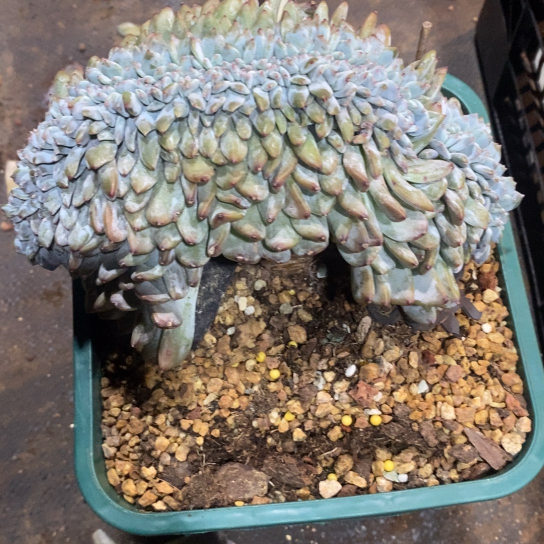 包***肉一物一拍小虎多肉星影