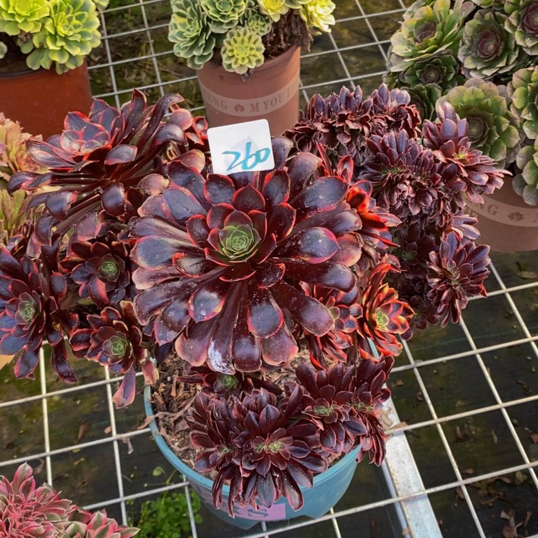 260号欧嘉莉缀化多肉