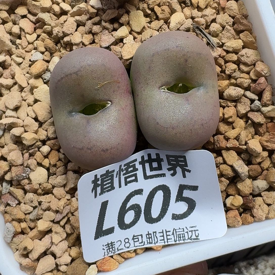 多肉植物的人生fgb