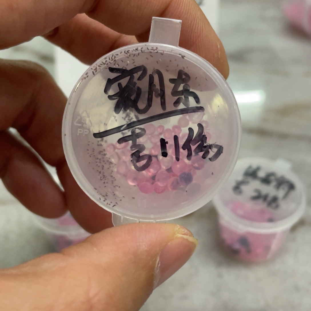 宽月东✖️吉娃娃20粒，新品推荐