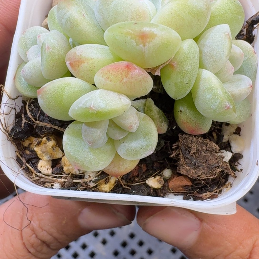 106 号到手1颗江北多肉