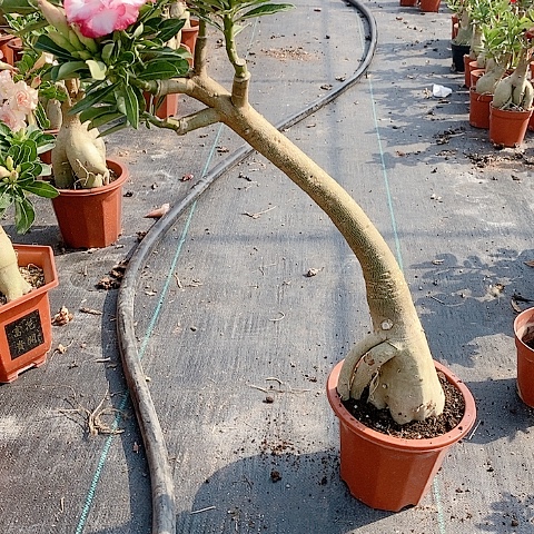 【闪购商品】无花朵无**比