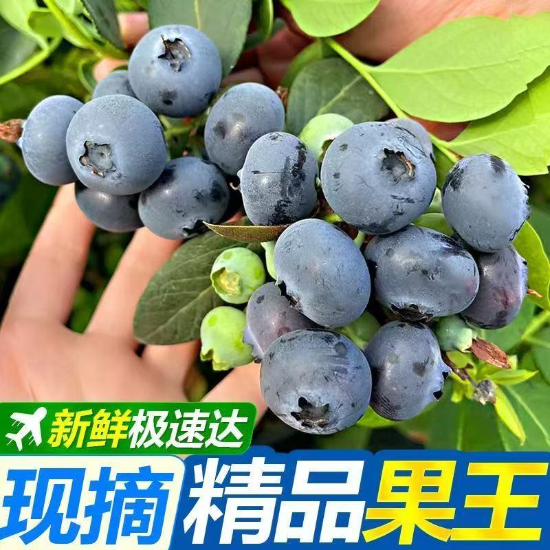 【京东空运】云南高原花香蓝莓现摘现发 脆甜爆汁花香 原箱采摘