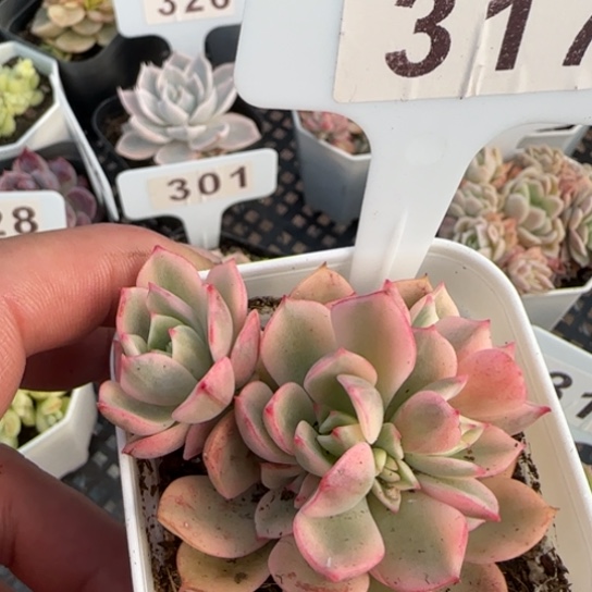 317戴伦锦一物一拍多肉