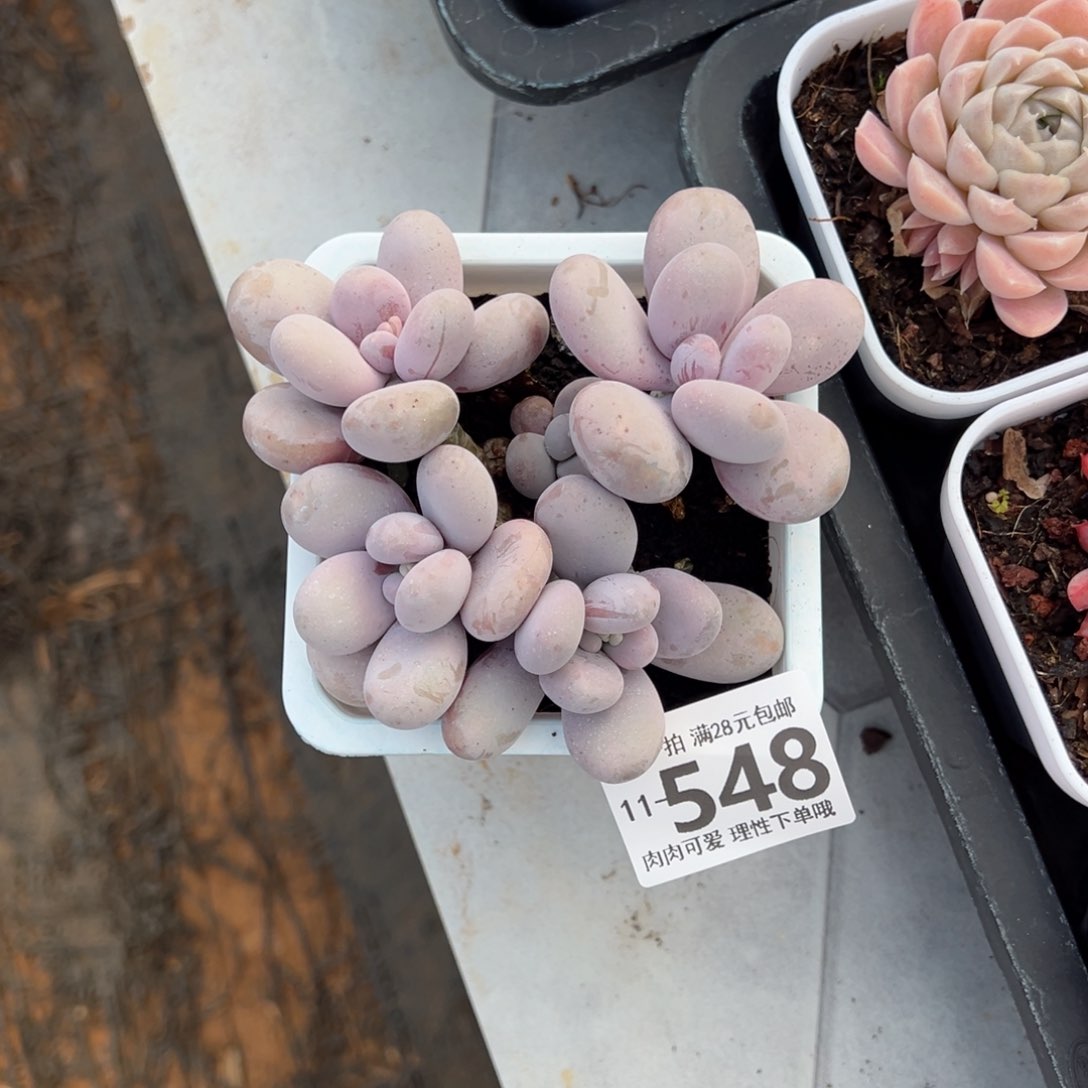 奶酪多肉多肉多肉多肉