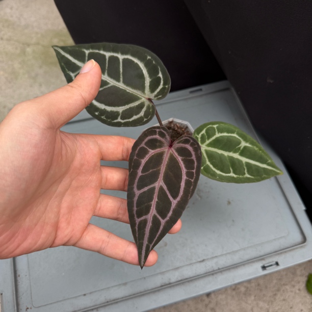 优选 紫虎 花烛热植