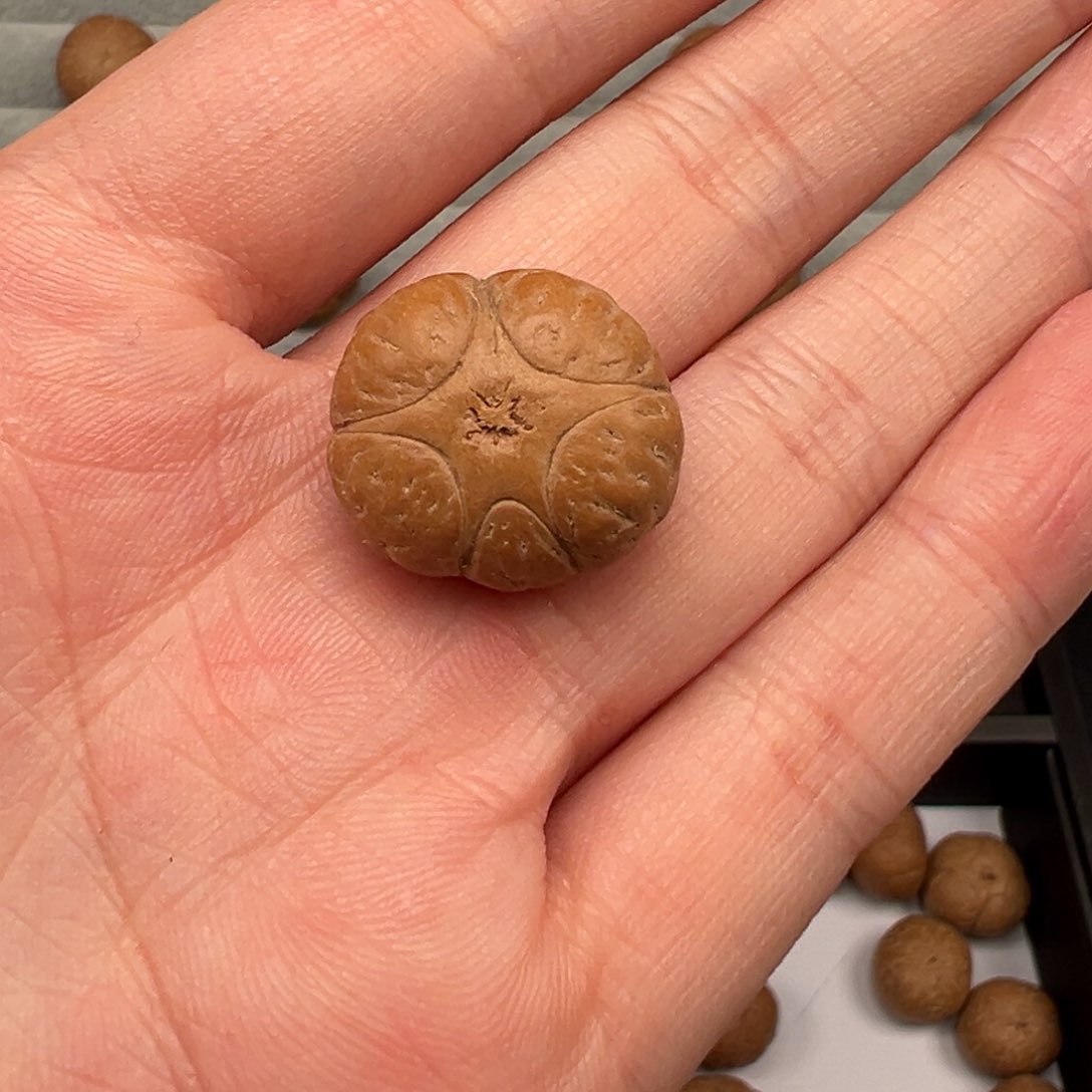 凤眼菩提吊坠五星19.4