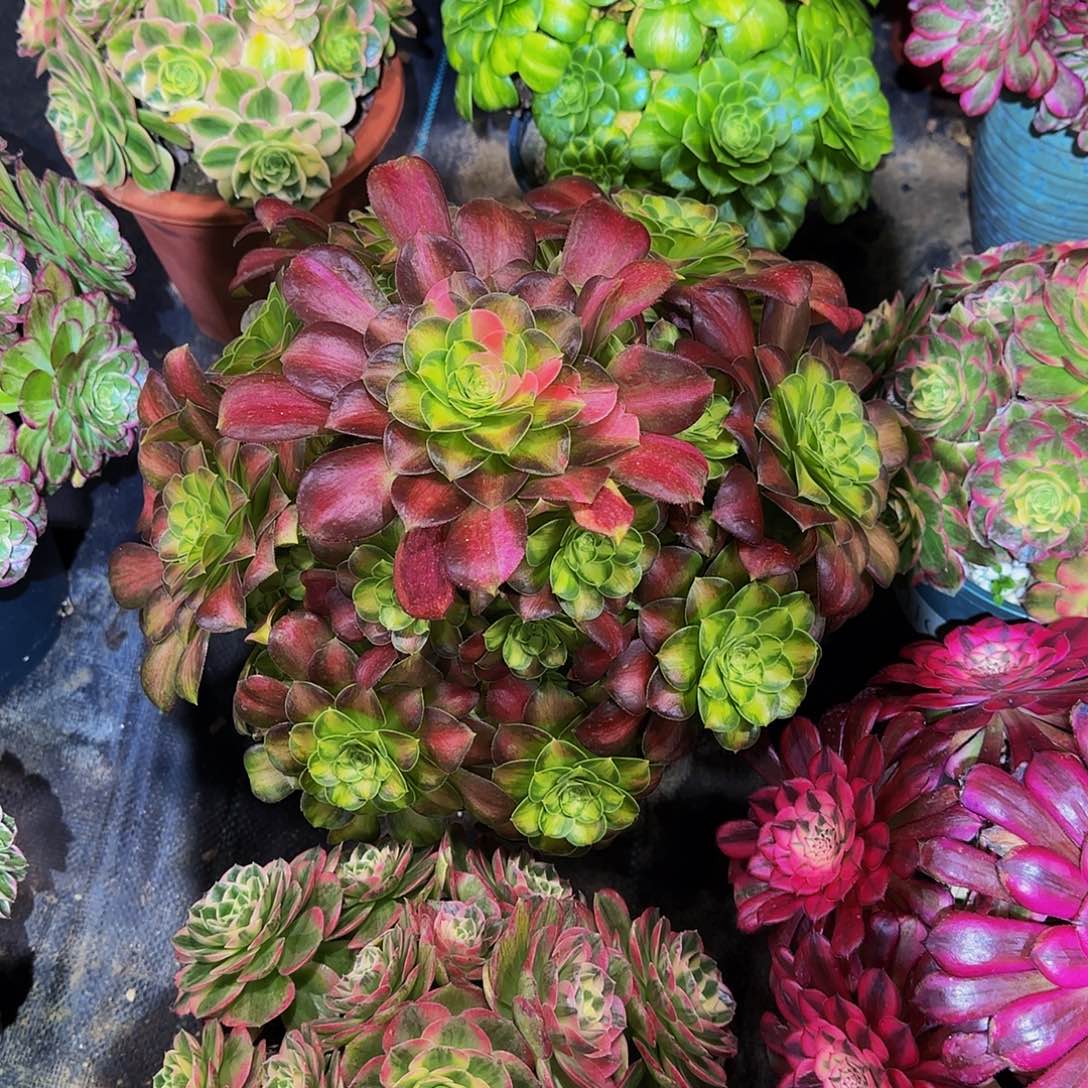 多肉植物绍华老庄