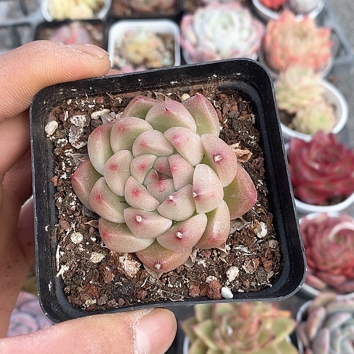 多肉植物一物一拍0122