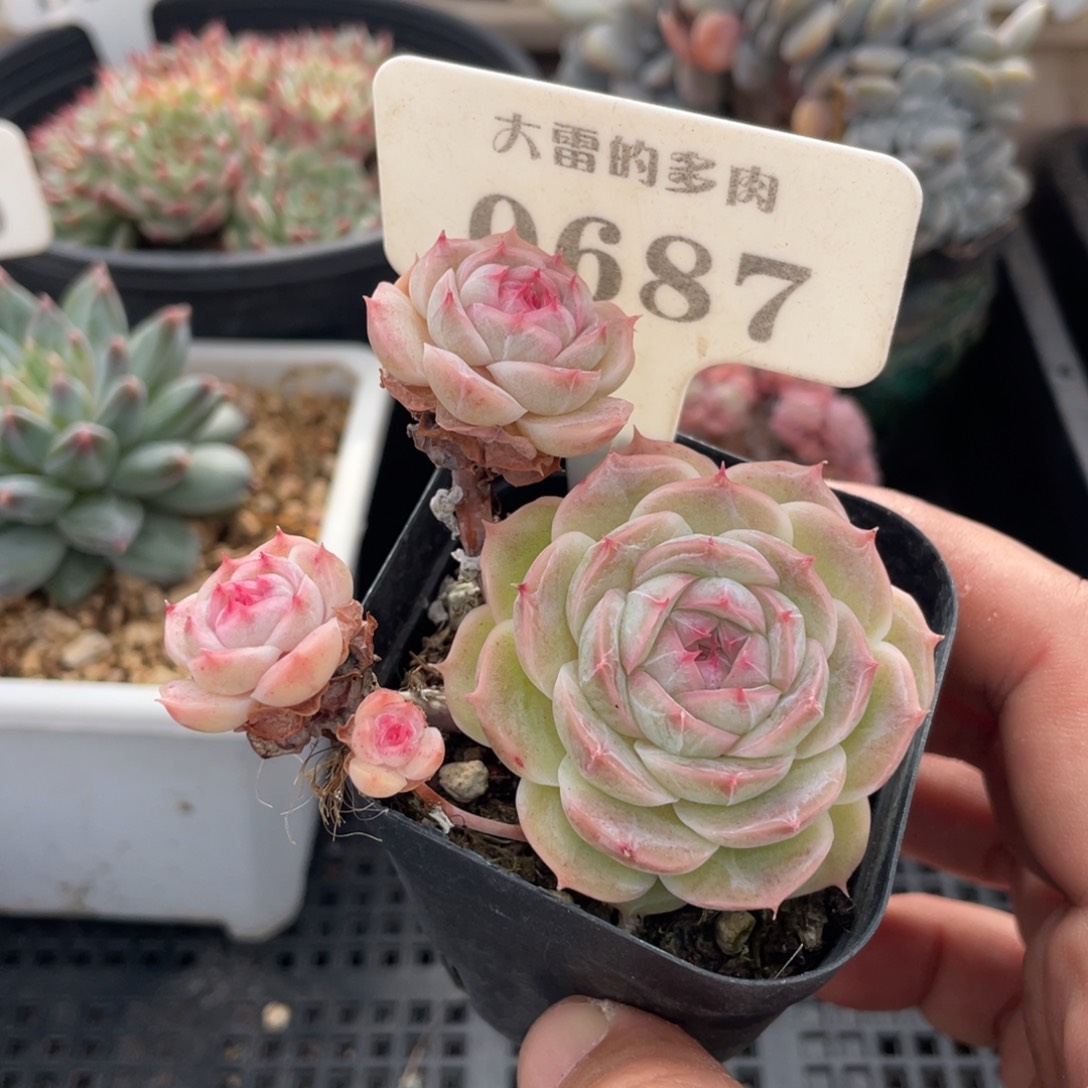 0687白芷不带盆7厘米