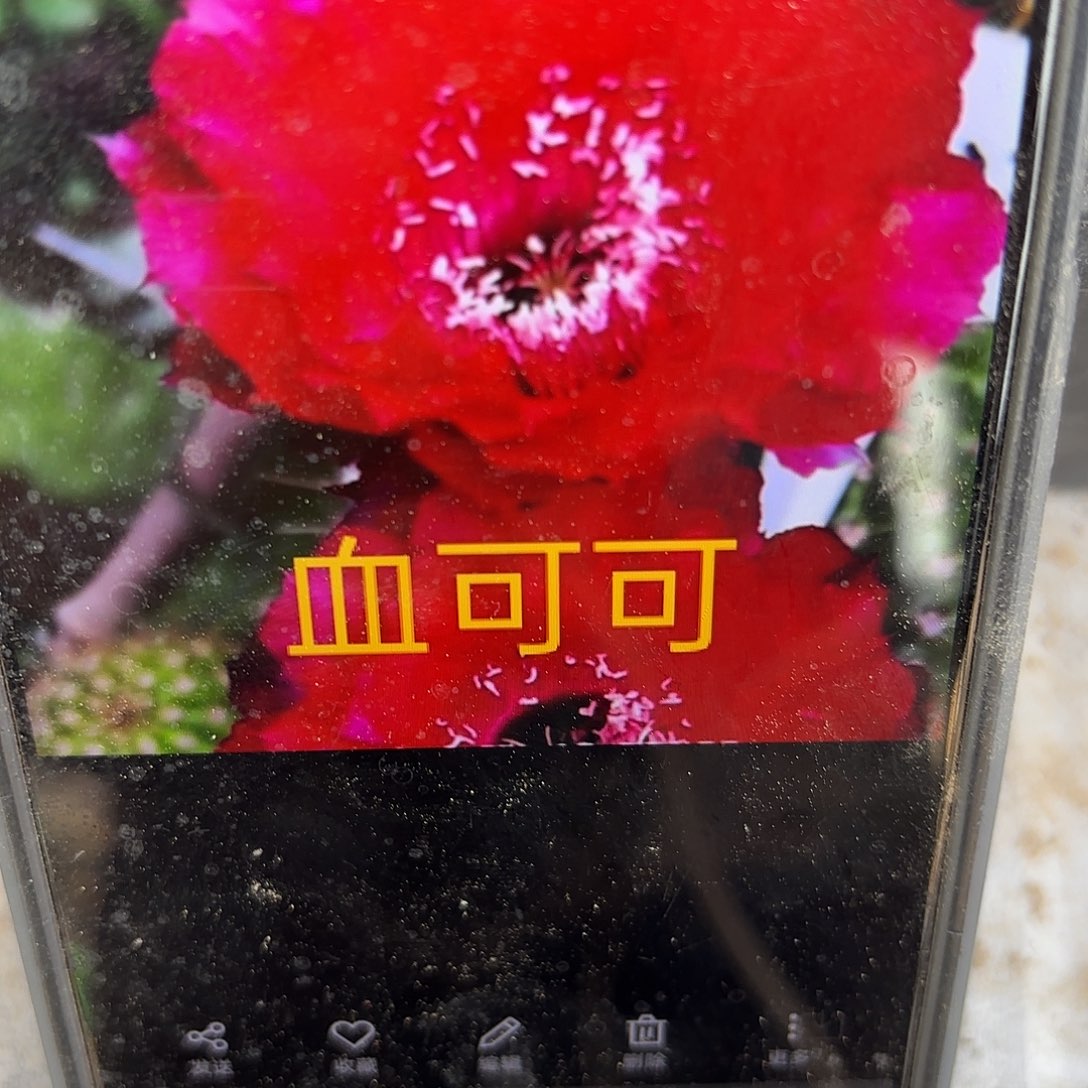 血可可彩侧牙20包邮仙人球5