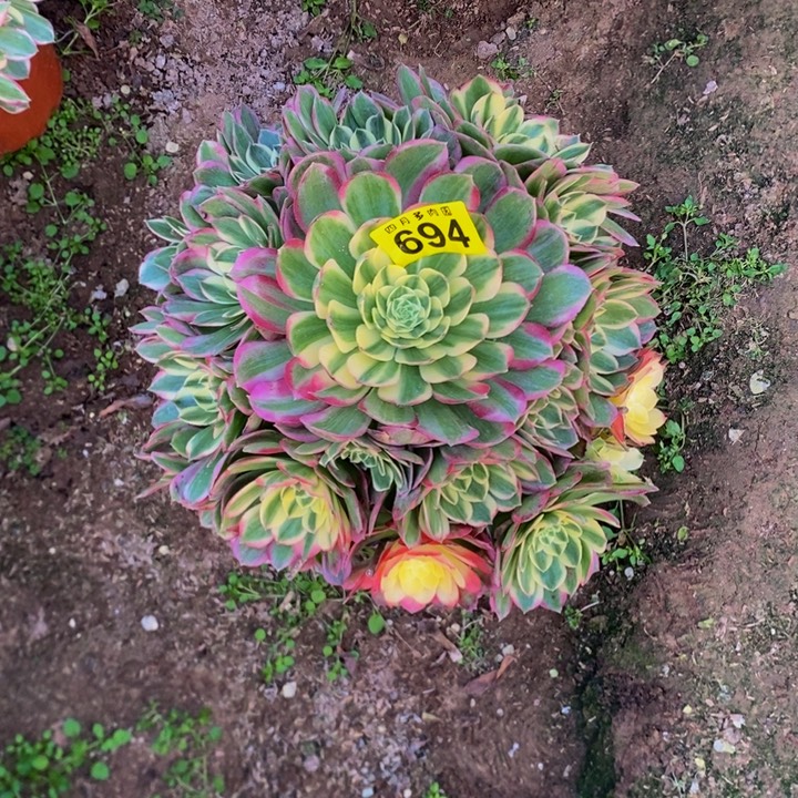 原***草多肉海仙694000000