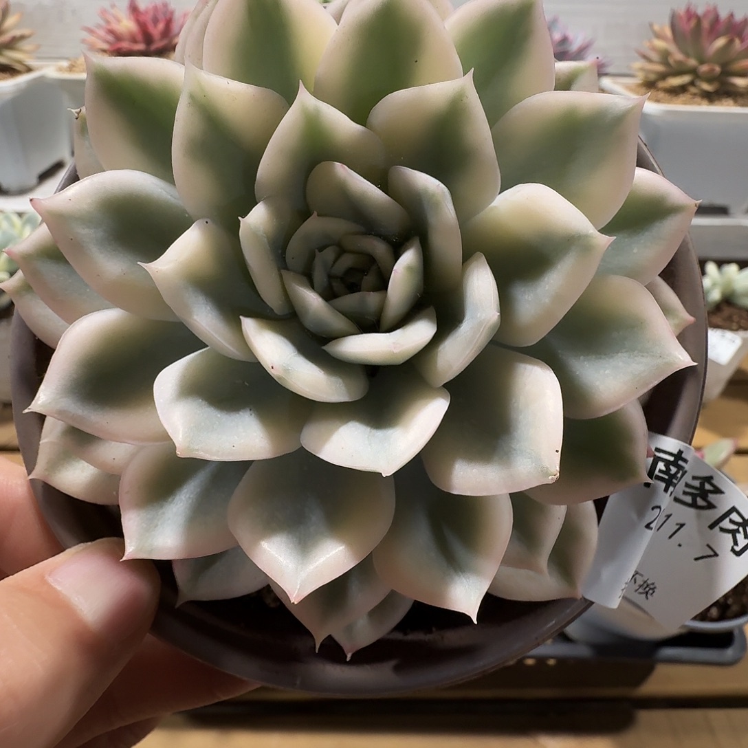 月亮仙子锦11111107-92