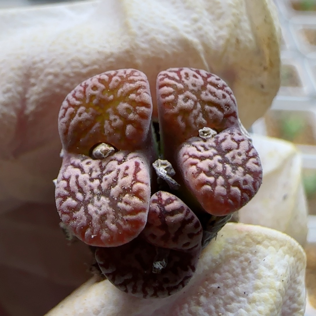 1-12-225当天满58包邮马克杂1左右多肉脱土