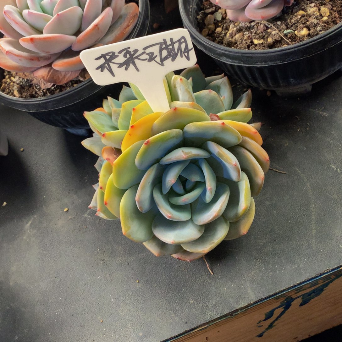 凤城好看好看好看