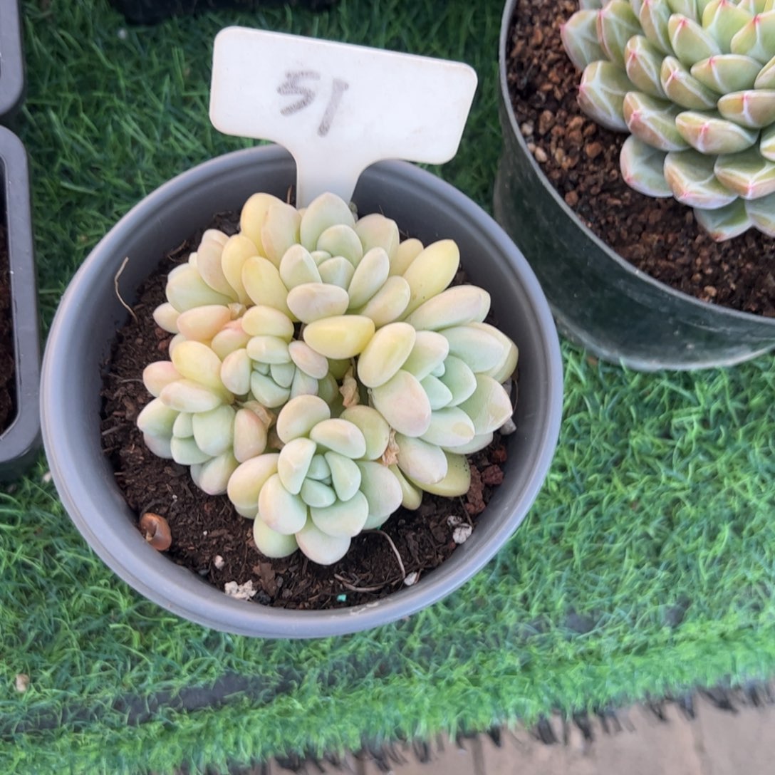 泡泡糖多肉植物保护