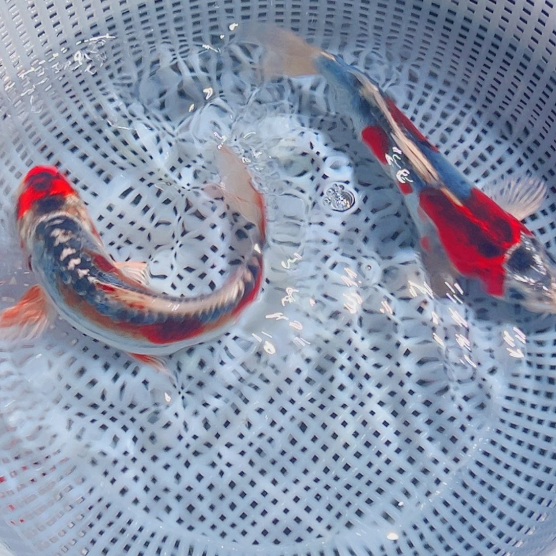 锦鲤锦鲤观赏鱼8888