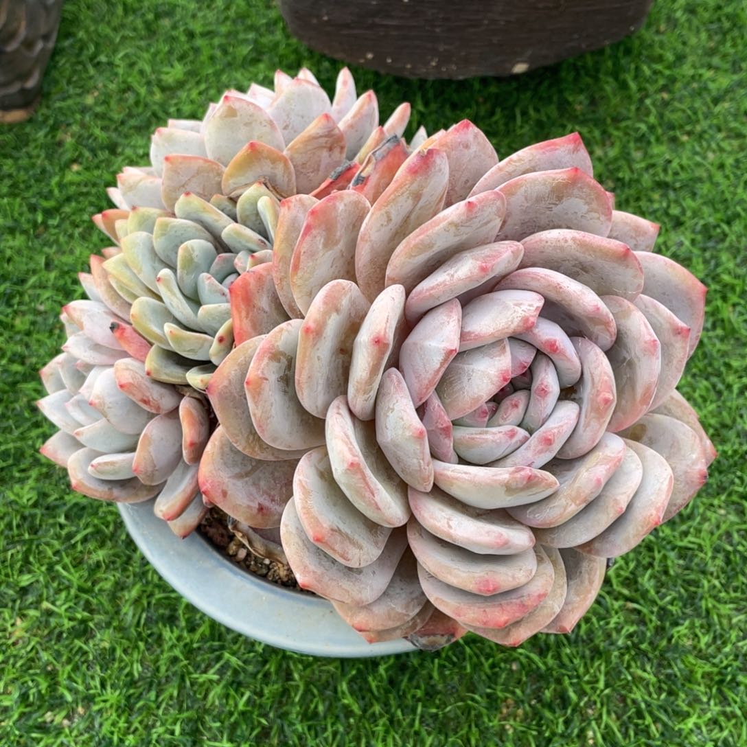 叠叶橙梦露群生多肉植物