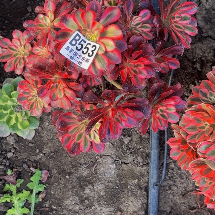 香奈儿花30-47包邮花花