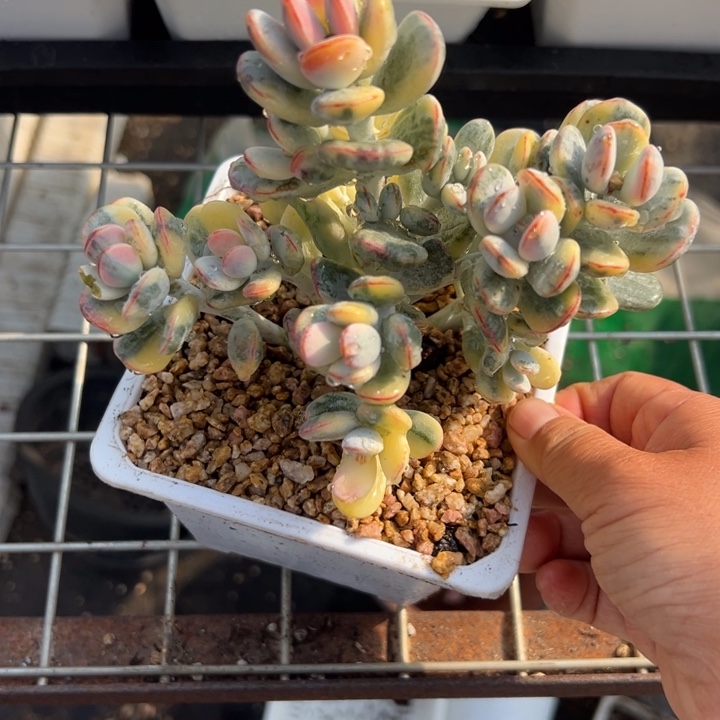 无花朵508号福娘锦无砍