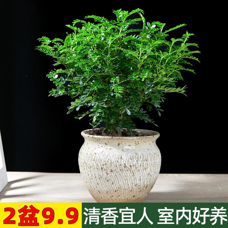 清香盆栽四季常绿植物室内阳台好养绿植花卉正宗胡椒木树苗老桩