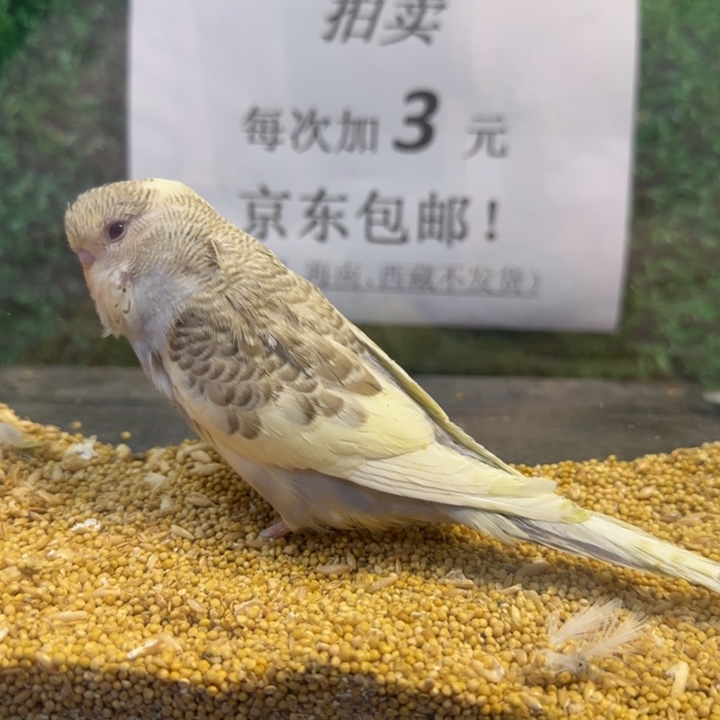 虎皮鹦鹉大头虎皮鹦鹉